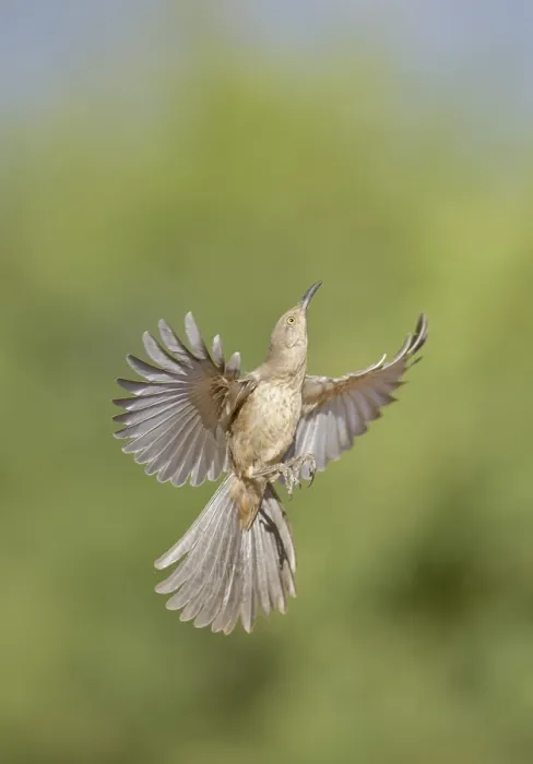 Framed Print : Curve-billed Thrasher (Toxostoma curvirostre) flying