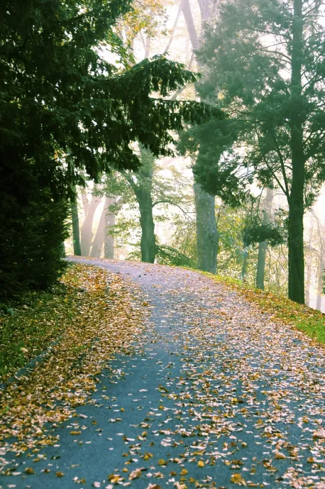 Framed Print : Curving forest path covered in fallen autumn leaves surrounded by trees