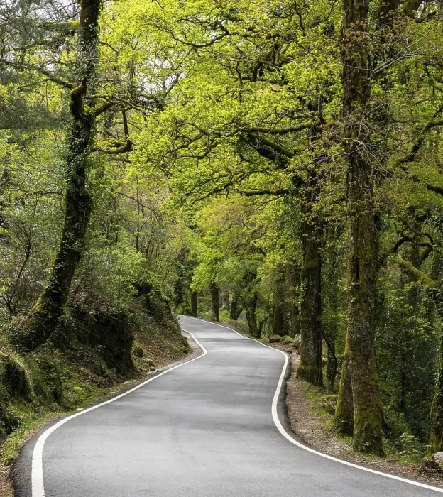 Framed Print : A curvy country road leading through dense green springtime forest