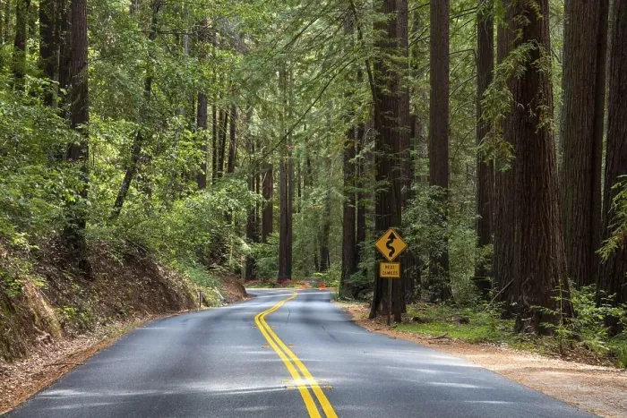 Framed Print : Curvy road, Henry Cowell Redwoods State Park