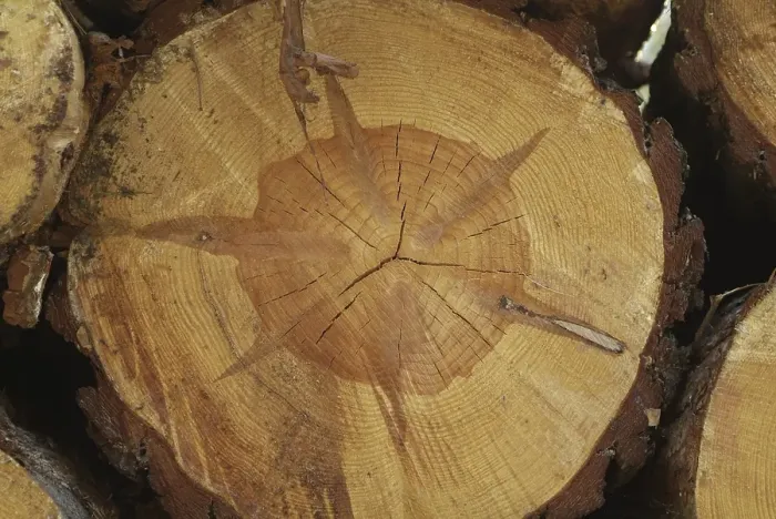 Framed Print : Cut by a coniferous tree. Structure of the wood