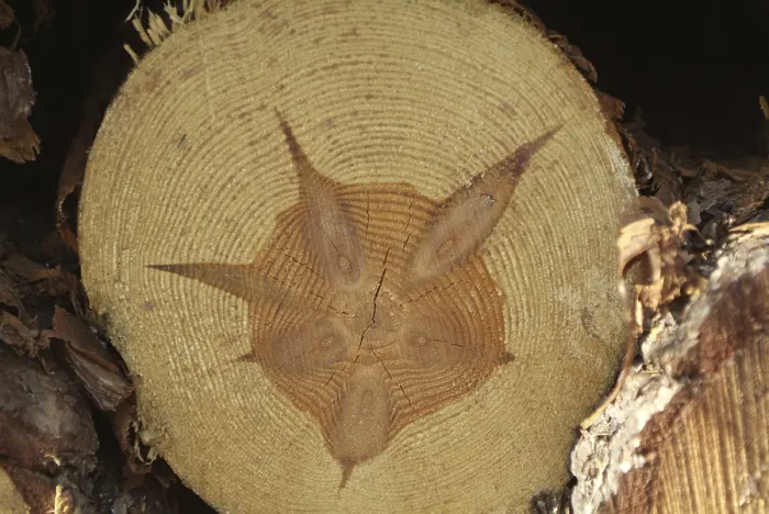 Framed Print : Cut by a coniferous tree. Structure of the wood