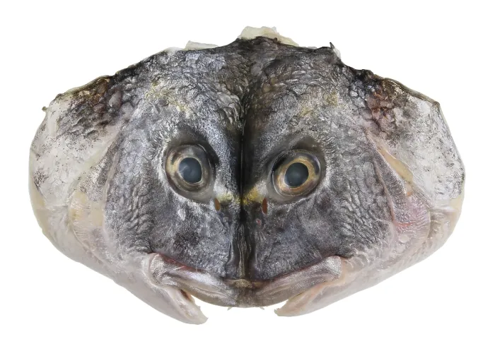 Framed Print : Cut and flattened raw head of grouper Dorado sea fish Framed Print : Cut and flattened raw head of grouper Dorado sea fish