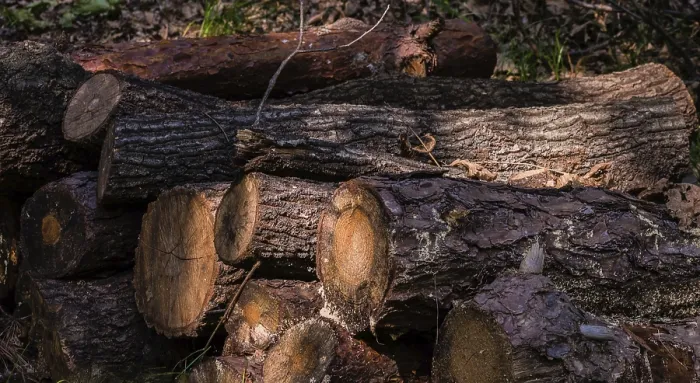 Framed Print : Cut logs with textured bark highlighted by sunlight and shadows