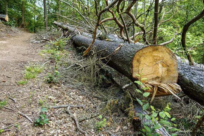 Framed Print : Cut tree trunk at the edge of a mountain path in the Thuringian Forest near the Wartburg near Eisenach