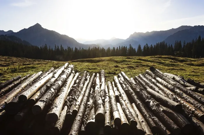 Framed Print : Cut tree trunks on the Postalm