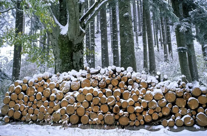 Framed Print : Cut tree trunks in winter, piles of wood on the forest road