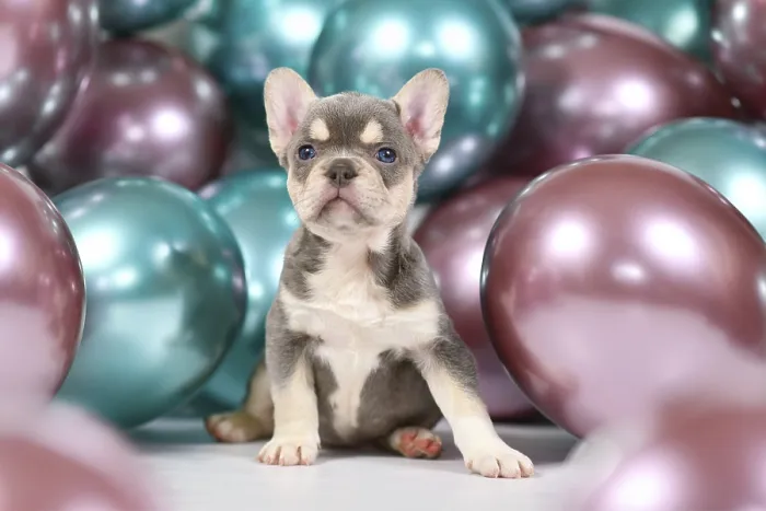Framed Print : Cute 6 weeks young healthy tan French Bulldog dog puppy with husky markings and colorful balloons in background