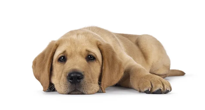 Framed Print : Cute 7 weeks old Labrador dog puppy