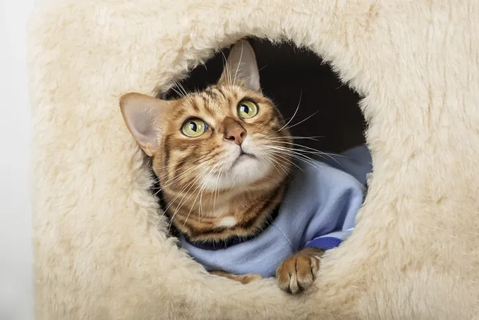 Framed Print : A cute bengal cat in clothes is resting in a cat house