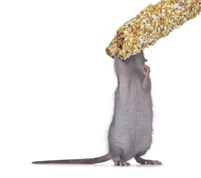 Framed Print : Cute blue young rat, standing on hind paws eating candy