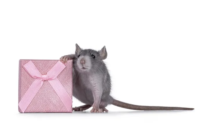 Framed Print : Cute blue young rat standing beside square pink present box