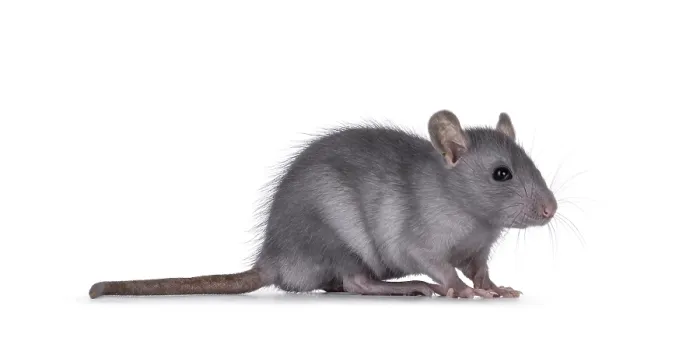Framed Print : Cute blue young rat, standing side ways Framed Print : Cute blue young rat, standing side ways