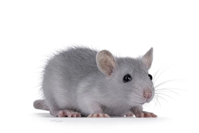 Framed Print : Cute blue young rat, standing side ways Framed Print : Cute blue young rat, standing side ways