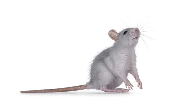 Framed Print : Cute blue young rat, standing side ways on hind paws