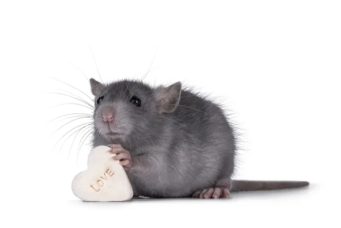 Framed Print : Cute blue young rat, standing side ways holding a heart shaped candy with the taxt love in paws