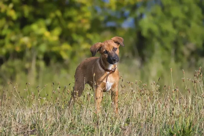 Framed Print : A cute brown mixed-breed dog, a puppy Framed Print : A cute brown mixed-breed dog, a puppy