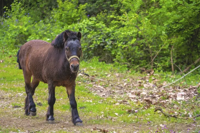 Framed Print : Cute brown pony tied to a rope in the countryside Framed Print : Cute brown pony tied to a rope in the countryside