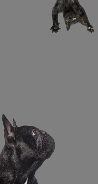 Framed Print : Cute cat and dog looking the center of a vertical web banner with empty blank place for text