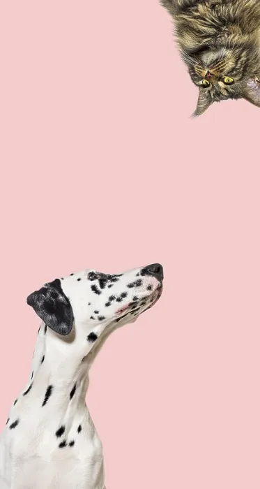 Framed Print : Cute cat and dog looking the center of a vertical web banner with empty blank place for text Framed Print : Cute cat and dog looking the center of a vertical web banner with empty blank place for text