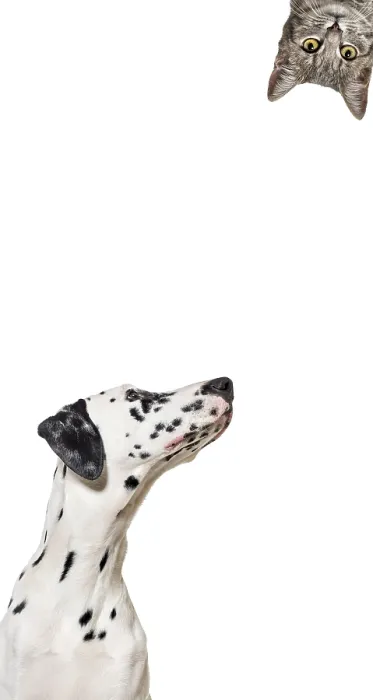 Framed Print : Cute cat and dog looking the center of a vertical web banner with empty blank place for text Framed Print : Cute cat and dog looking the center of a vertical web banner with empty blank place for text