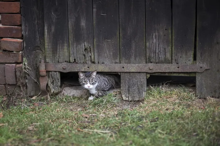 Framed Print : Cute cat in the hole in old wooden door or gate in Poland