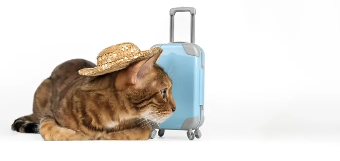 Framed Print : Cute cat with suitcase and in straw hat on white background Framed Print : Cute cat with suitcase and in straw hat on white background