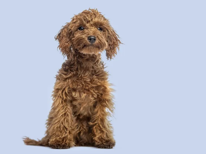 Framed Print : Cute Cheerful Brown Toy Poodle puppy looking away Framed Print : Cute Cheerful Brown Toy Poodle puppy looking away