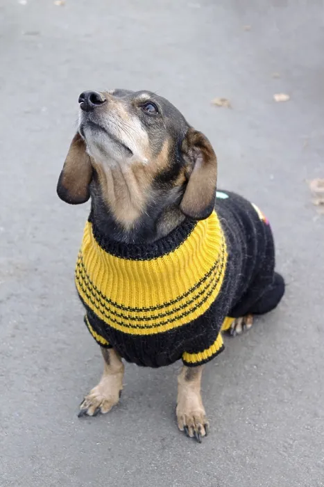 Framed Print : Cute dachshund dog in a sweater Framed Print : Cute dachshund dog in a sweater