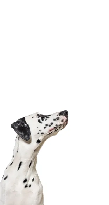 Framed Print : Cute Dalmatian dog up, vertical web banner with empty blank place for text