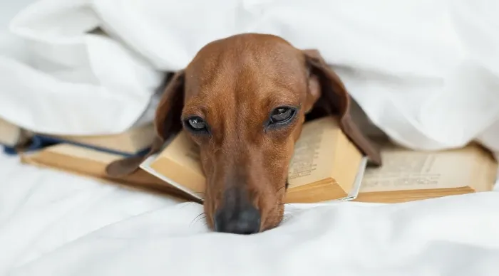 Framed Print : Cute dog laying books