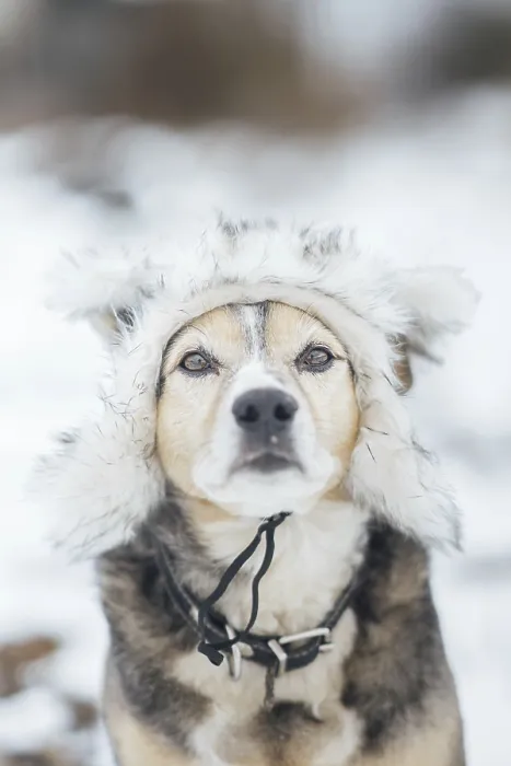 Framed Print : Cute dog in a warm fur hat in winter on a snowy walk Framed Print : Cute dog in a warm fur hat in winter on a snowy walk