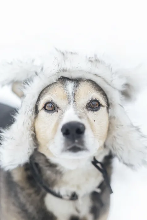 Framed Print : Cute dog in a warm fur hat in winter on a snowy walk Framed Print : Cute dog in a warm fur hat in winter on a snowy walk