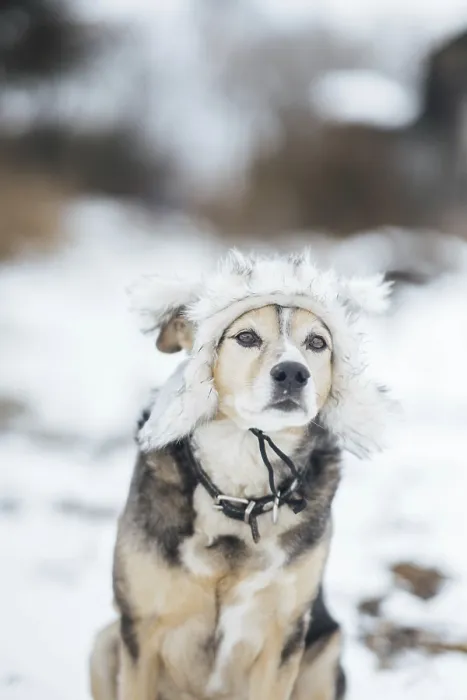 Framed Print : Cute dog in a warm fur hat in winter on a snowy walk Framed Print : Cute dog in a warm fur hat in winter on a snowy walk