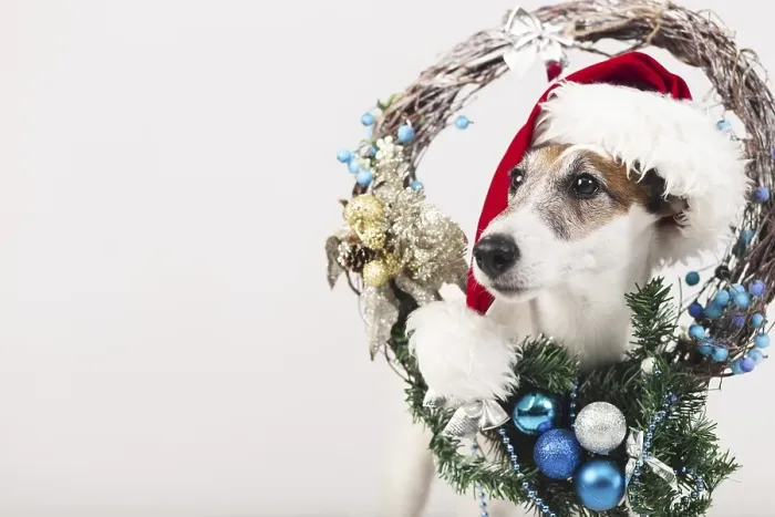 Framed Print : Cute dog wearing hat with xmas decoration Framed Print : Cute dog wearing hat with xmas decoration