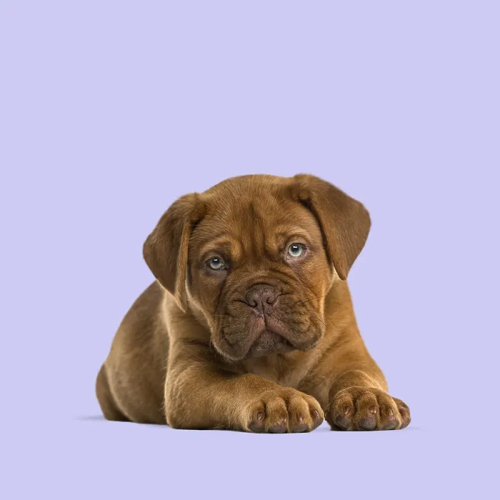 Framed Print : Cute dogue de bordeaux puppy lying down and looking forward on a purple background