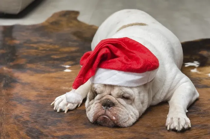 Framed Print : Cute English Bulldog sleeping in a Christmas hat Framed Print : Cute English Bulldog sleeping in a Christmas hat