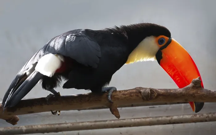 Framed Print : Cute exotic toucan with huge beak sitting on small stick Framed Print : Cute exotic toucan with huge beak sitting on small stick