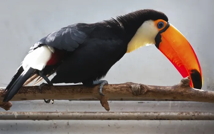 Framed Print : Cute exotic toucan with huge beak sitting on small stick Framed Print : Cute exotic toucan with huge beak sitting on small stick