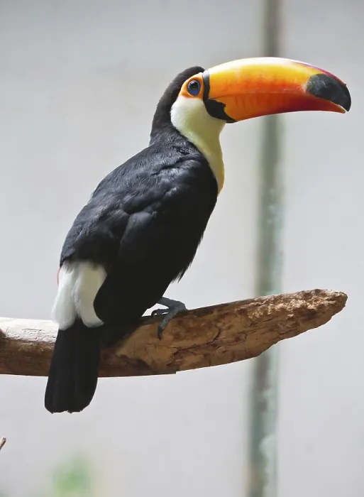 Framed Print : Cute exotic toucan with huge beak sitting on small stick Framed Print : Cute exotic toucan with huge beak sitting on small stick