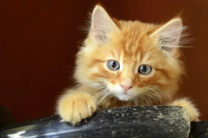 Framed Print : Cute Fluffy Ginger Kitten With Copy Space
