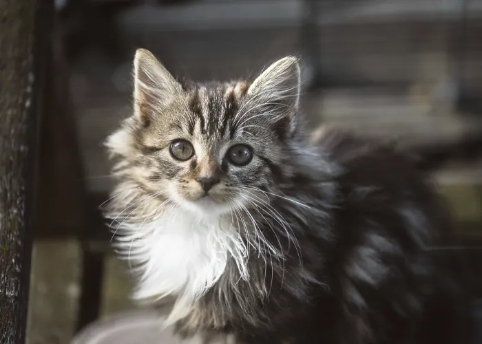 Framed Print : Cute, fluffy kitten with soft striped fur and glowing eyes looks curiously at the camera Framed Print : Cute, fluffy kitten with soft striped fur and glowing eyes looks curiously at the camera