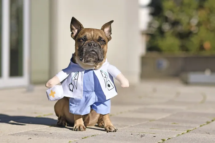 Framed Print : Cute French Bulldog dog dressed up with funny doctor lab coat costume with stethoscope Framed Print : Cute French Bulldog dog dressed up with funny doctor lab coat costume with stethoscope