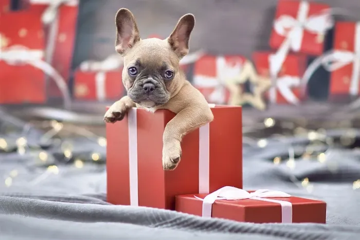 Framed Print : Cute French Bulldog dog puppy peeking out of red Christmas gift box with ribbon surrounded by seasonal decoration Framed Print : Cute French Bulldog dog puppy peeking out of red Christmas gift box with ribbon surrounded by seasonal decoration