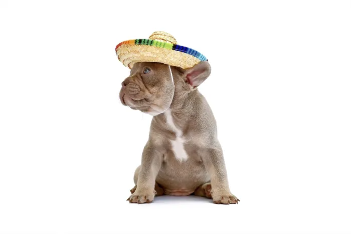 Framed Print : Cute French Bulldog dog puppy with summer straw hat on white background