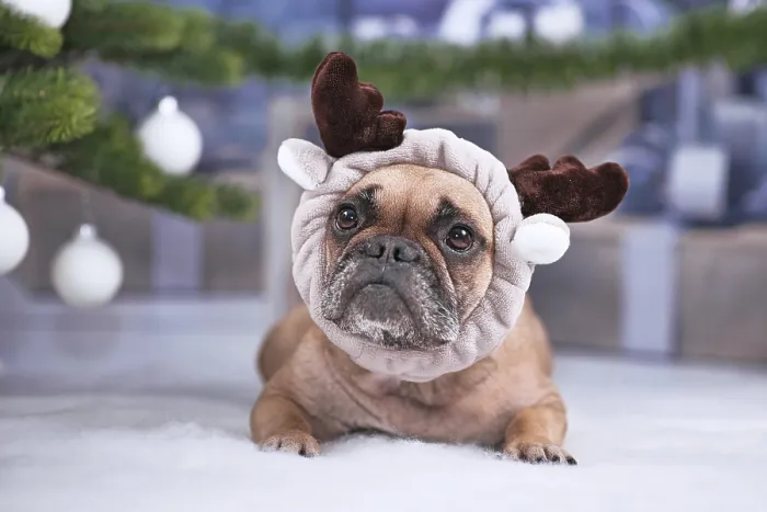 Framed Print : Cute French Bulldog dog wearing reindeer antler headband lying down on white blanket in front of Christmas tree with Framed Print : Cute French Bulldog dog wearing reindeer antler headband lying down on white blanket in front of Christmas tree with