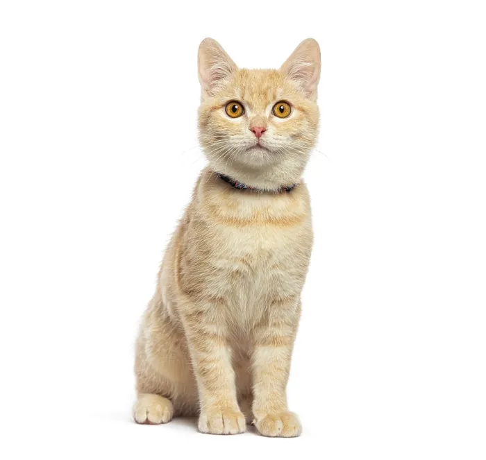 Framed Print : Cute ginger kitten wearing a collar sitting and looking up on a white background Framed Print : Cute ginger kitten wearing a collar sitting and looking up on a white background