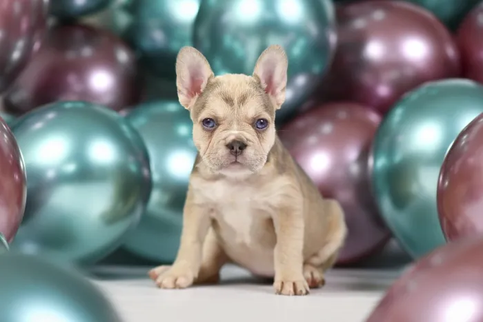Framed Print : Cute healthy cream colored French Bulldog dog puppy with colorful balloons in background Framed Print : Cute healthy cream colored French Bulldog dog puppy with colorful balloons in background