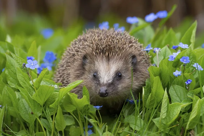Framed Print : Cute hedgehog, brown-breasted hedgehog (Erinaceus europaeus) in the garden Framed Print : Cute hedgehog, brown-breasted hedgehog (Erinaceus europaeus) in the garden