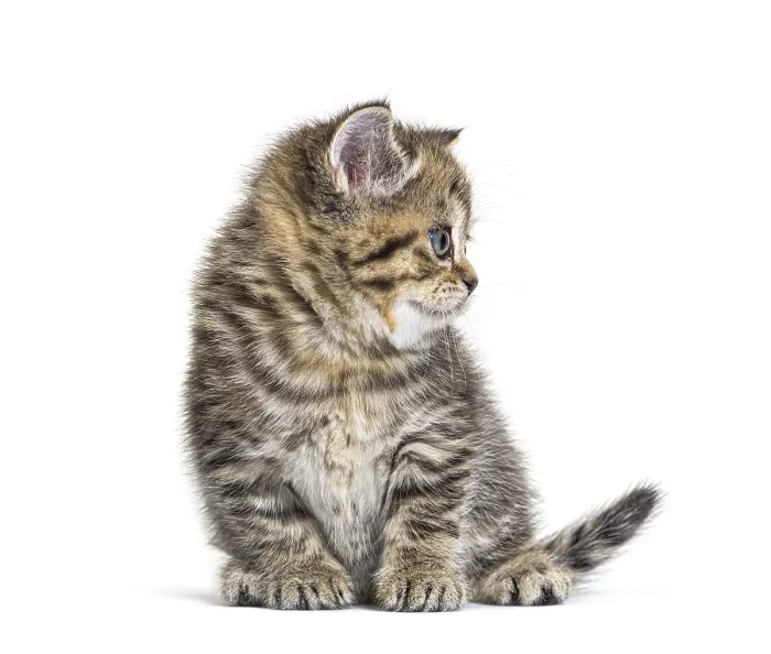 Framed Print : Cute Kitten British Shorthair, isolated on white